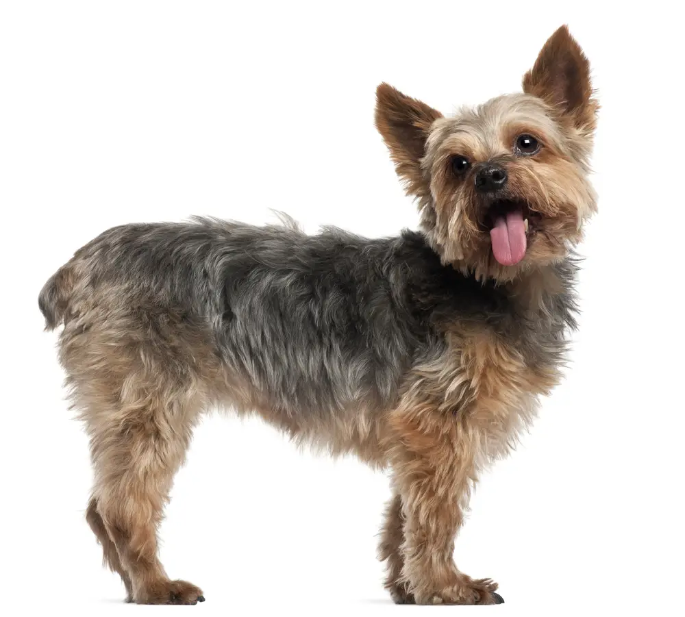 what did yorkies evolve from