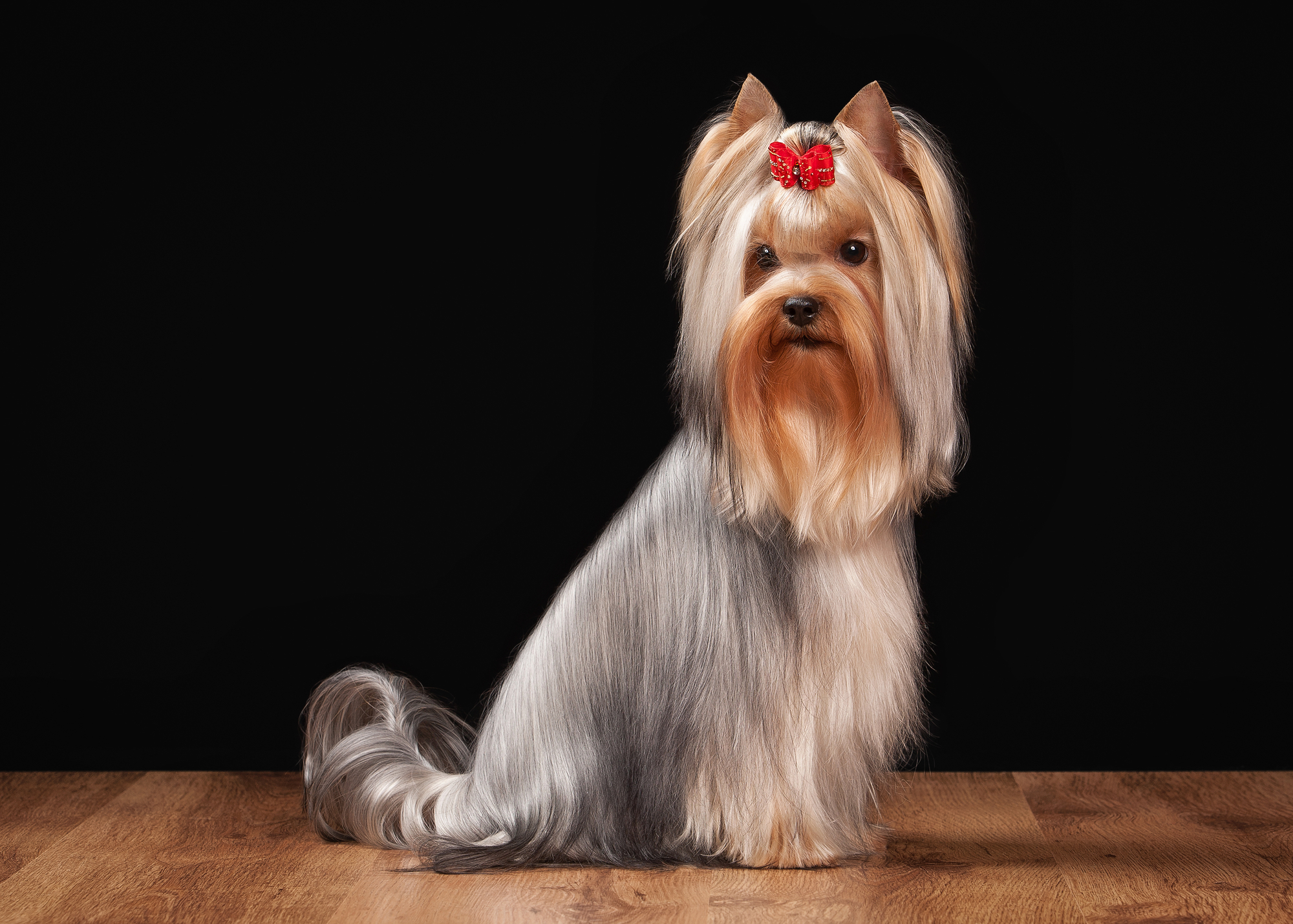 how can i make my yorkies hair shiny and long