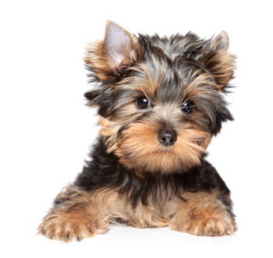 Yorkie Hair Stages - Learn About Yorkie Coats - Yorkie Advice