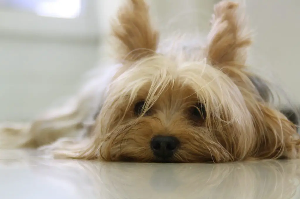 Yorkie With Curly Hair