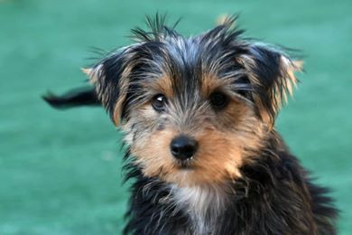 what is a blue born yorkie