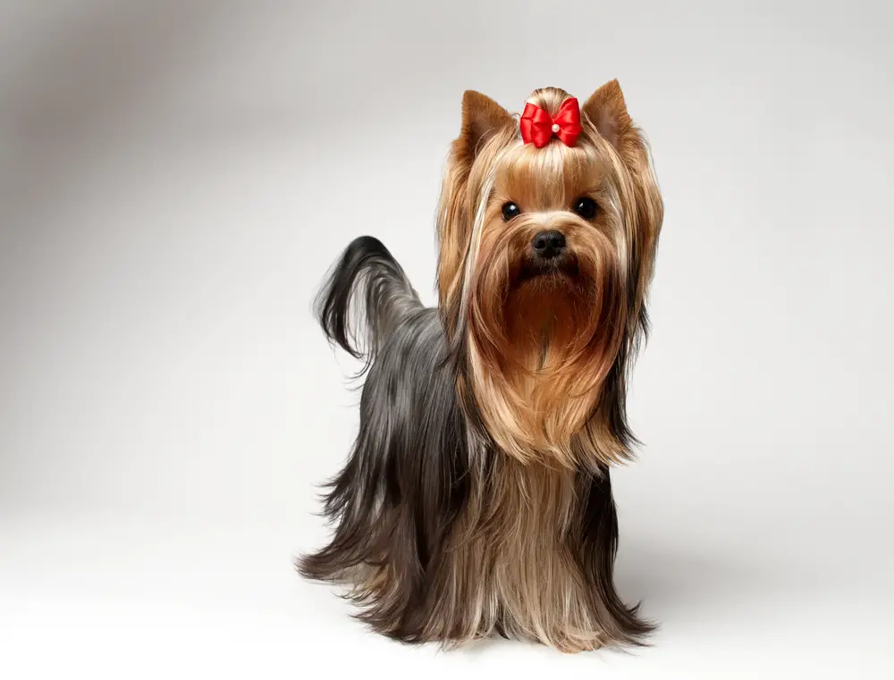 are yorkies bow legged