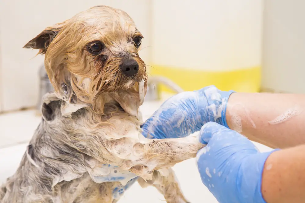 how do you keep a yorkies face clean