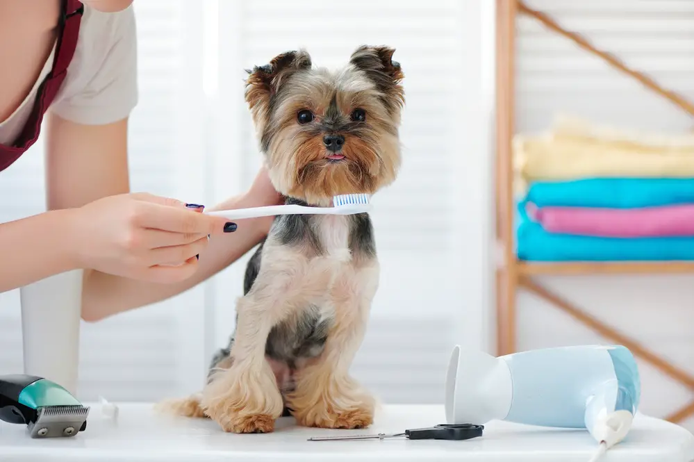 brush for yorkie puppy