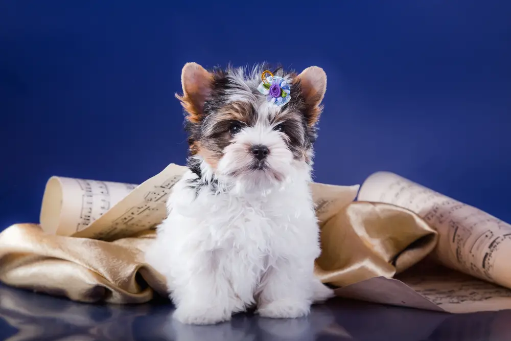 can yorkies stay black and tan