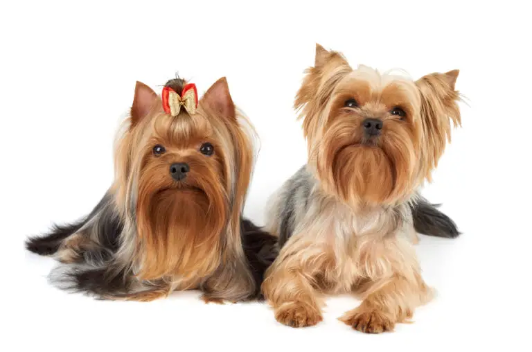 Yorkie Coat Colors - Yorkie Advice