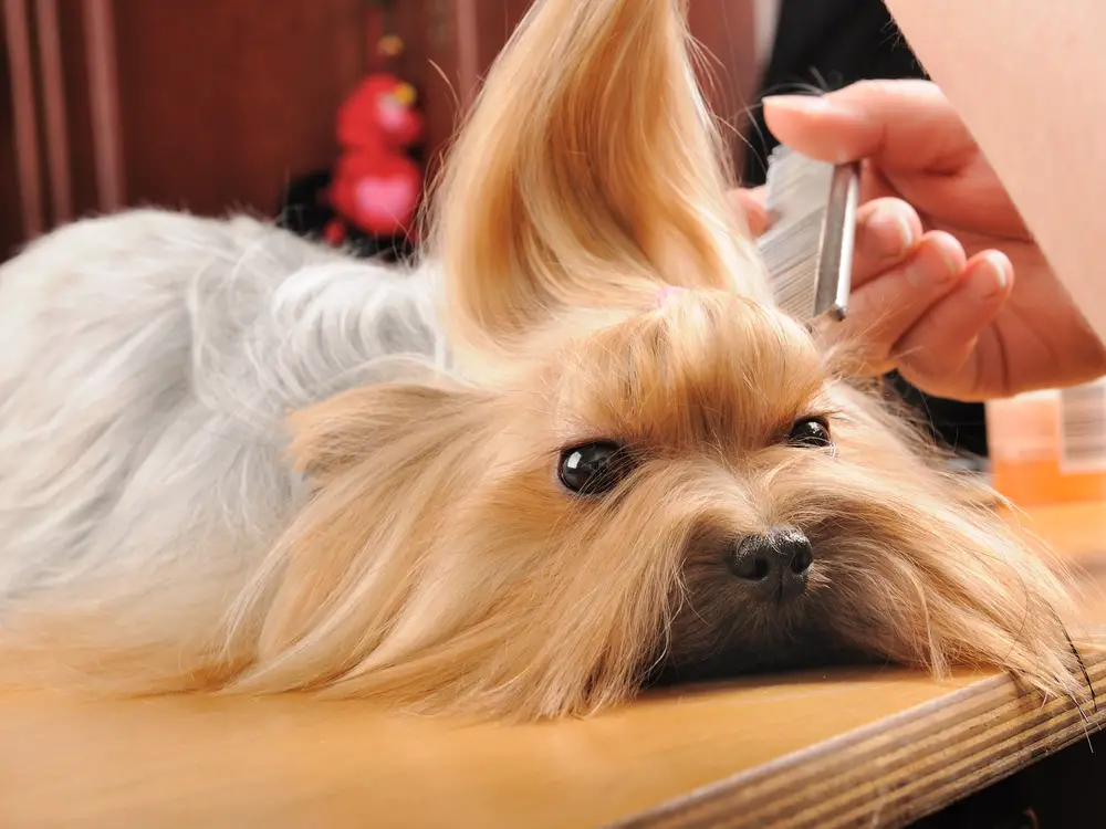 how can i make my yorkies hair shiny and long