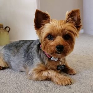 Yorkie Health Issues - Common Yorkie Health Problems - Yorkie Advice