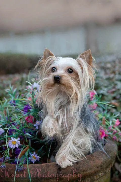 how do you give a yorkie a haircut