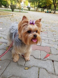 do all yorkies change color