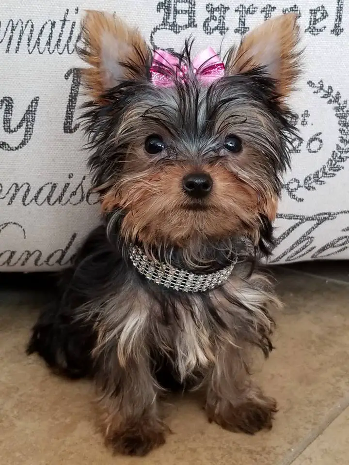 teacup yorkie long hair