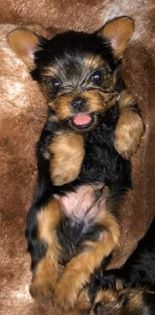 how do i know if my yorkie is full blooded