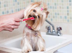 yorkie toothbrush