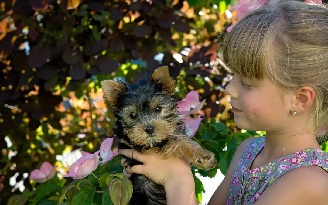 Are Yorkies Good Pets for Kids? Yorkie Advice
