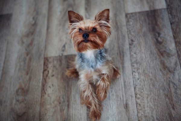 Yorkie Care - Learn to Care For Your Yorkie Here - Yorkie Advice