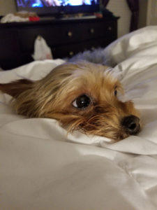 Do Yorkies Bark A lot? - Yorkie Barking & How to Stop It - Yorkie Advice