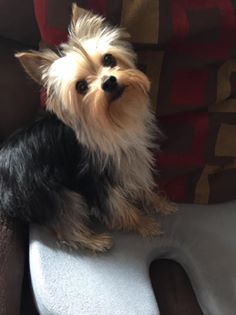 Cute Small Yorkshire Terrier Is Plaing Green Lawn Outdoor Cute Small Pet Lovely Small Species Yorkshire Terrier Dog Yorkie Terrier Yorkshire Terrier Puppies