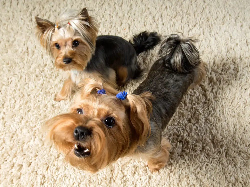 do yorkie dogs shed