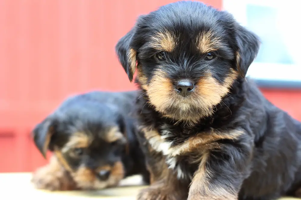 newborn chorkie puppies