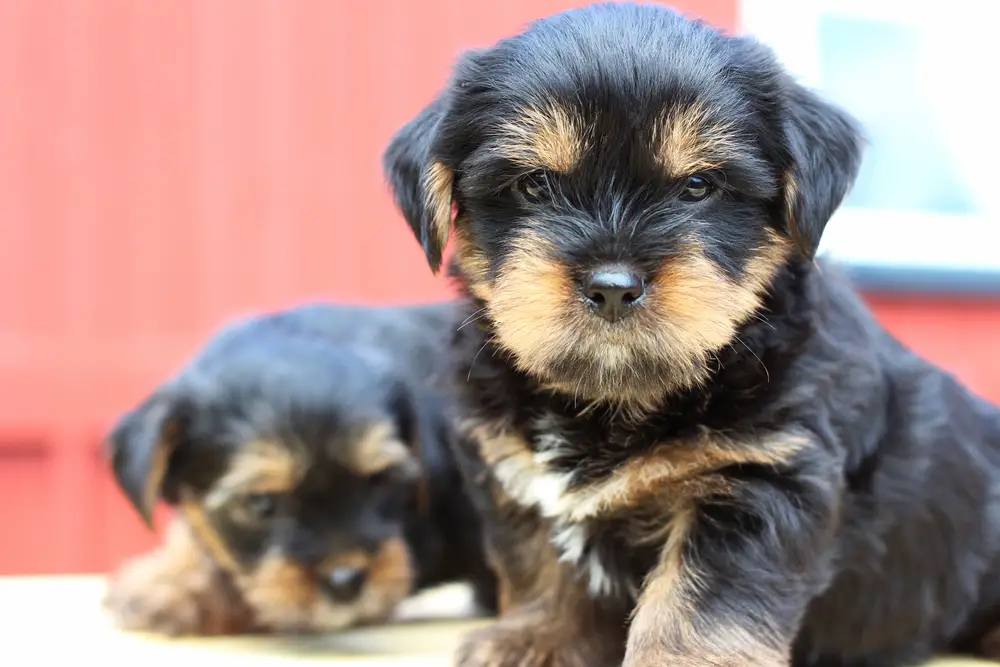 what do 4 week old yorkie puppies eat