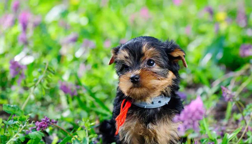 yorkie puppy care