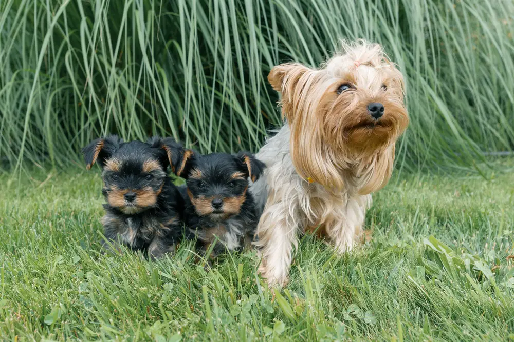 newborn yorkie poo