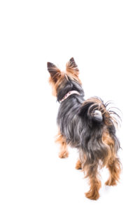 Do Yorkies Have Tails? - Yorkie Tail Docking 2019 - To Dock or Not to