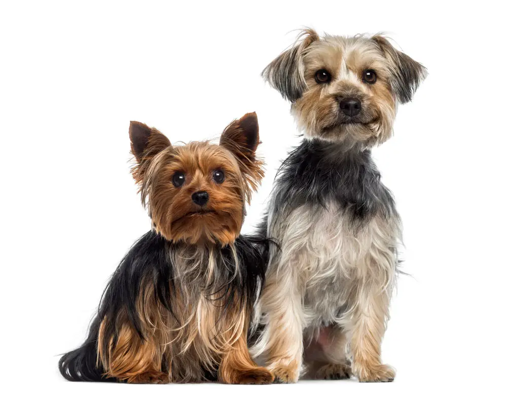 how big will yorkshire terrier get