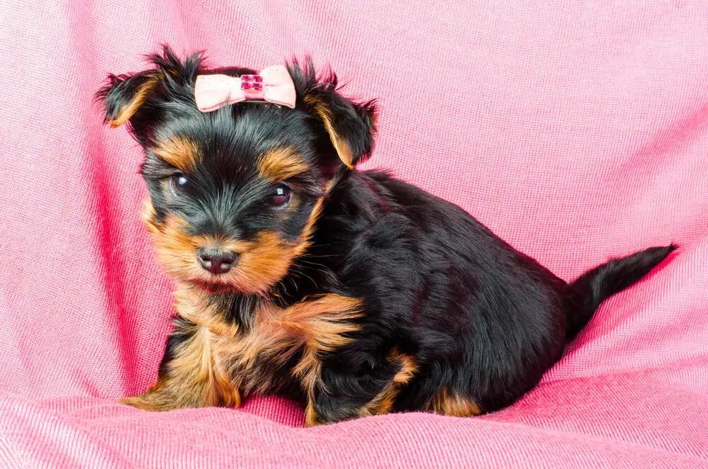 how many puppies does a yorkie have the first time