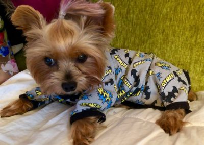 Dudley the Yorkie as Batman