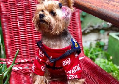 Dudley the Yorkie on a chair