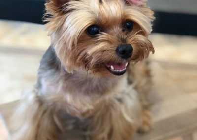 Dudley the Yorkie with Pink Hair