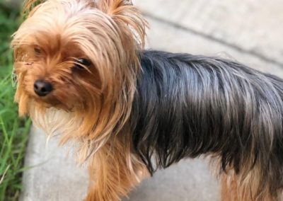 Lucy The Yorkie