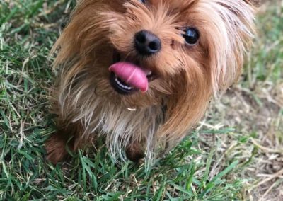 Lucy The Yorkie