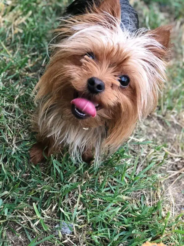 5 Signs to tell if your Yorkie is dehydrated! - Yorkie Advice