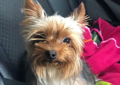 Lucy The Yorkie