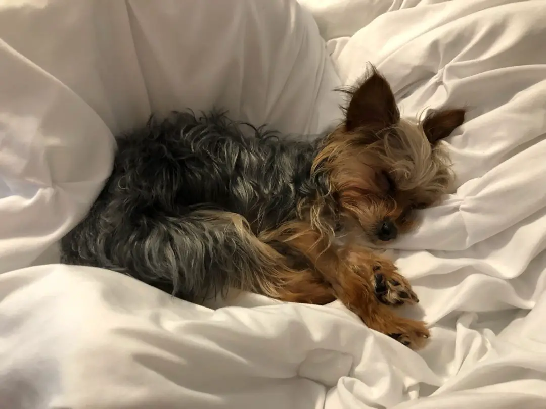 5-signs-to-tell-if-your-yorkie-is-dehydrated-yorkie-advice