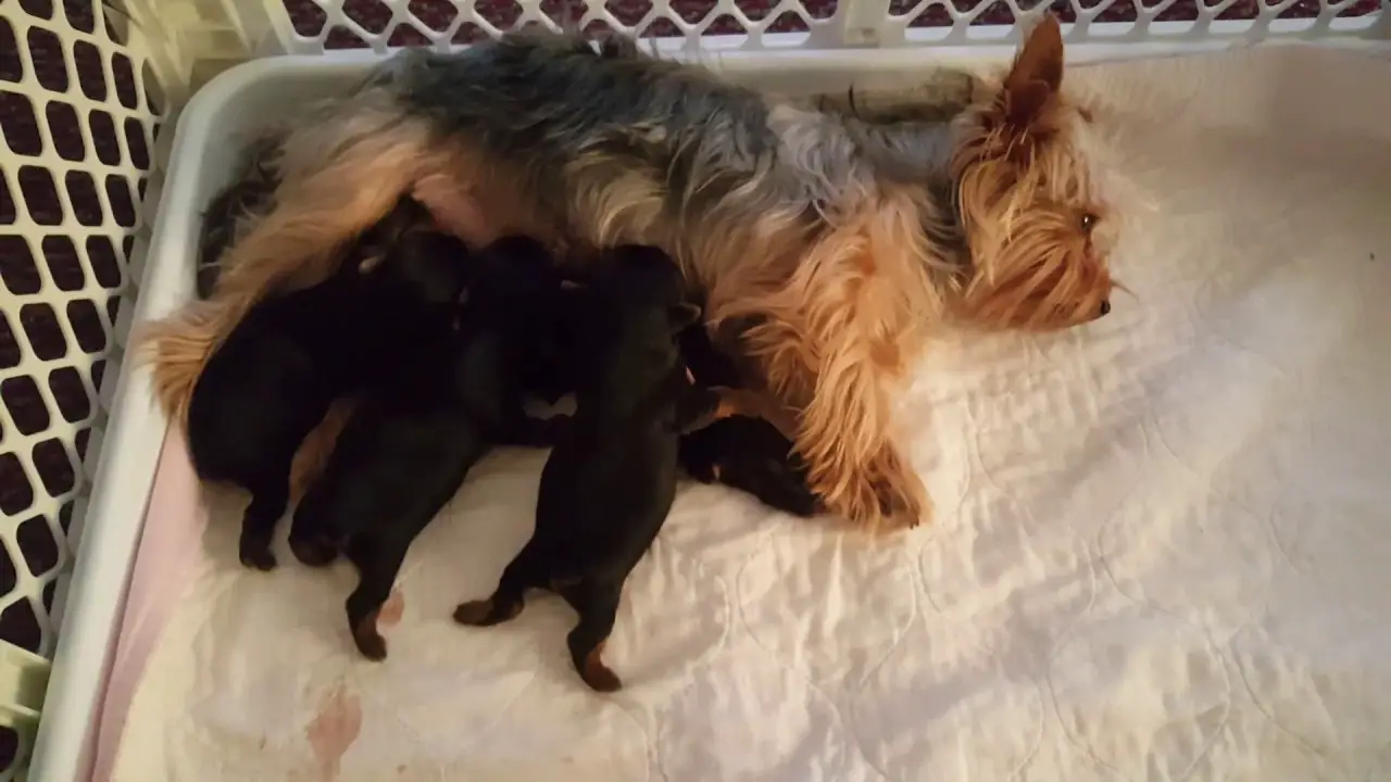 what do 4 week old yorkie puppies eat