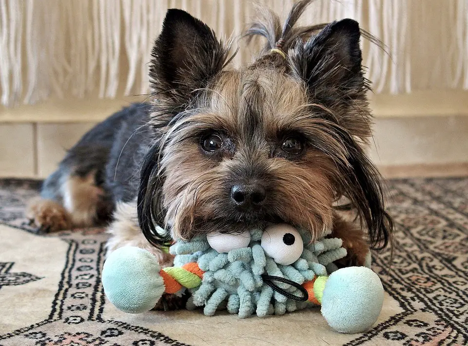yorkie toys and accessories