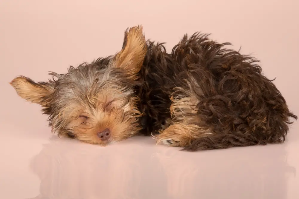 how long will my Yorkie sleep?