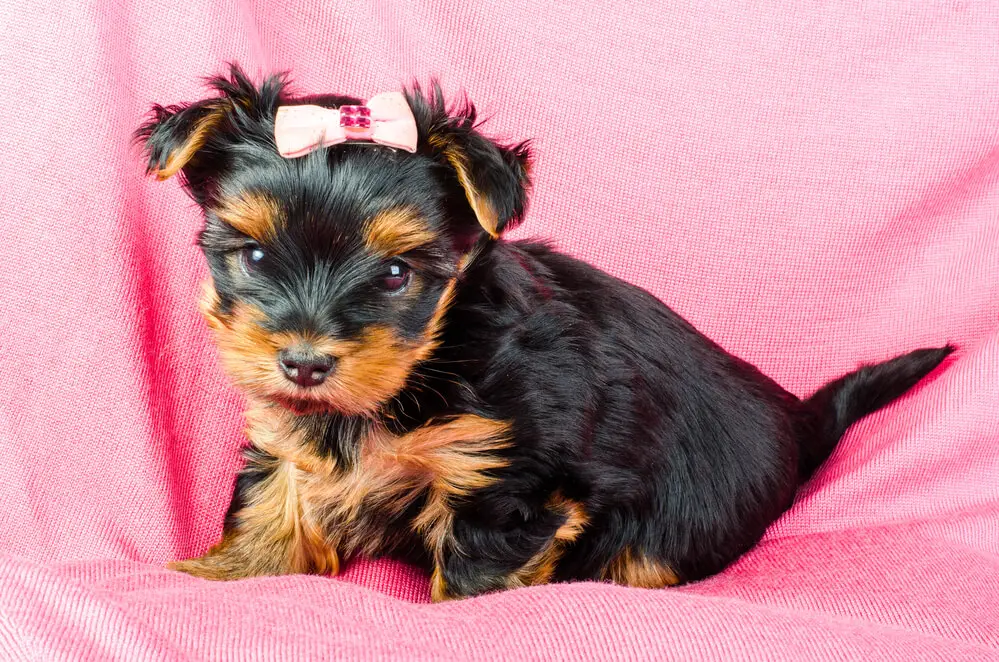 Yorkie Age Equivalent To Humans Other Dogs Yorkie Life Expectancy