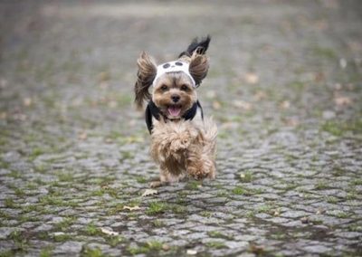 Cream Puff the Yorkie