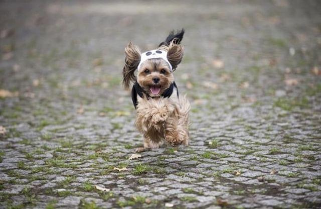  Cream Puff The Yorkie 