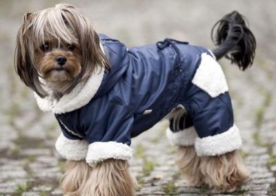 Cream Puff the Yorkie