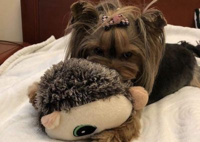 Cream Puff the Yorkie