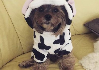 Cream Puff the Yorkie