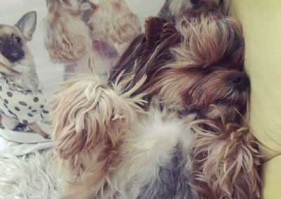 Cream Puff the Yorkie