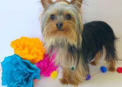 Ralfie the Yorkie 7