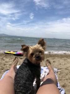 marv the yorkie