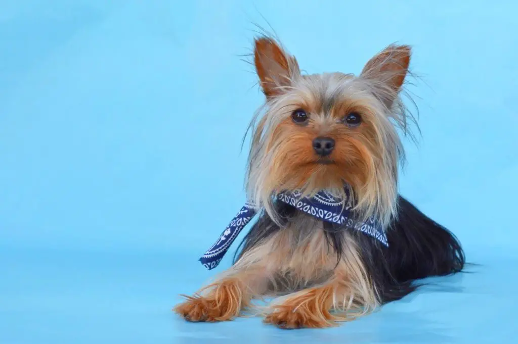 yorkshire terrier 6 months old